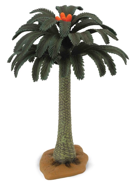 Copac Cycad Collecta