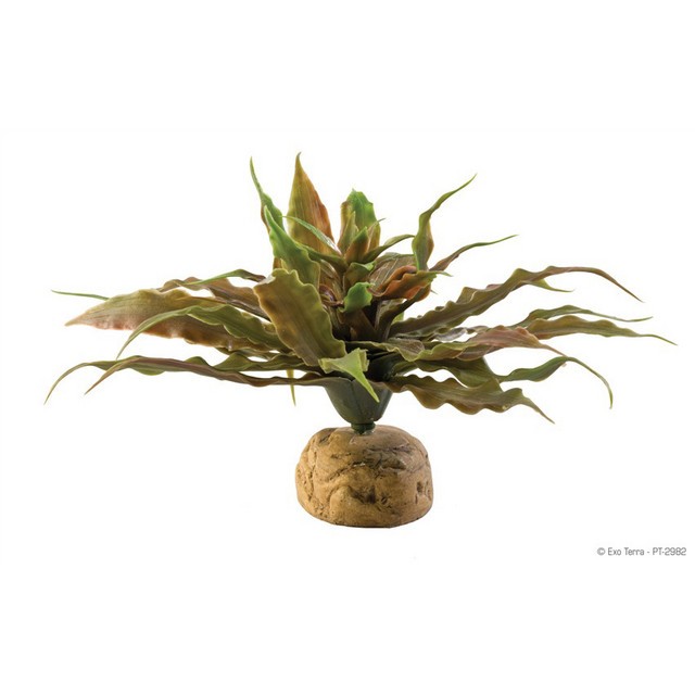 Plante terariu, Exo Terra, Desert Plant Star Cactus, PT2982