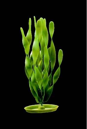 Plante acvariu, Hagen, Marina Jungle Vallisneria, 37,5 cm, PP1514
