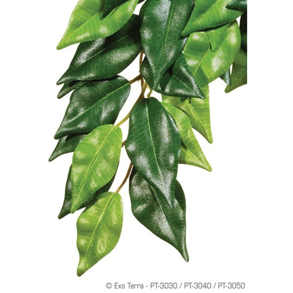 Plante terariu, Exo Terra, Ficus Medium, PT3040