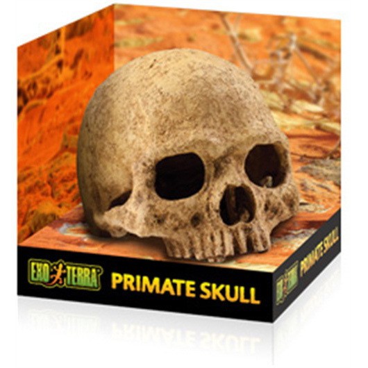 Decor terariu, Exo Terra, Primate Skull, PT2855