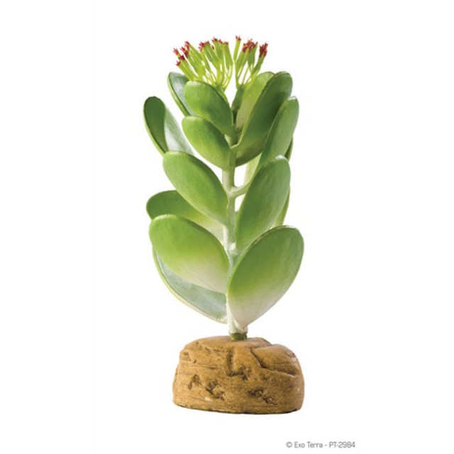 Plante terariu, Exo Terra, Desert Plant Jade Cactus PT2984