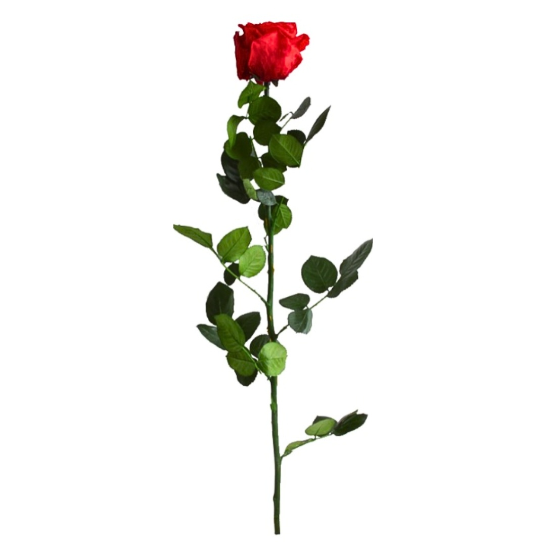 Trandafir stabilizat, în cutie, 54 cm, Verdissimo, culoarea roșu