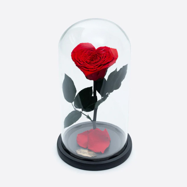 Cupola cu trandafir criogenat in forma de inima pe pat de petale, rosu