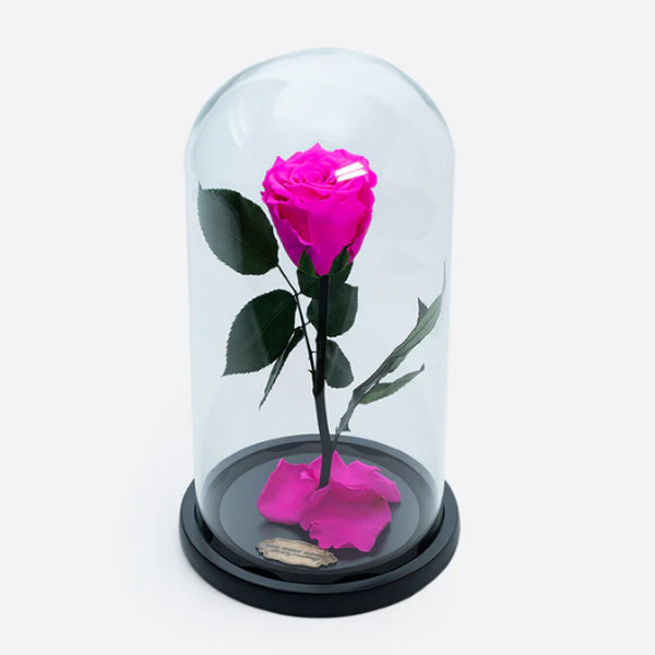 Cupola cu trandafir criogenat pe pat de petale, fucsia