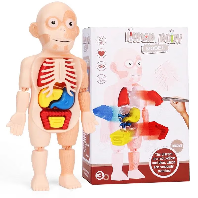 Set Anatomia Corpului Uman