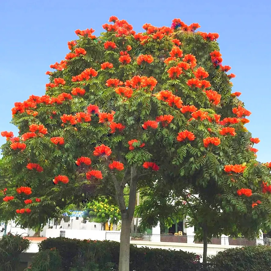 Arbore Fantana (30 seminte) African Tulip Tree - Spathodea campanulata, flori rosii-portocalii cu galben, inflorire abundenta, Saflax