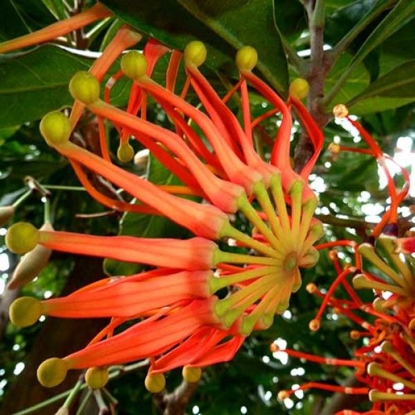 Arborele Roata de Foc (20 seminte) Firewheel Tree - Stenocarpus sinuatis, flori mari rosii-portocalii, asemanatoare flacarilor, Saflax