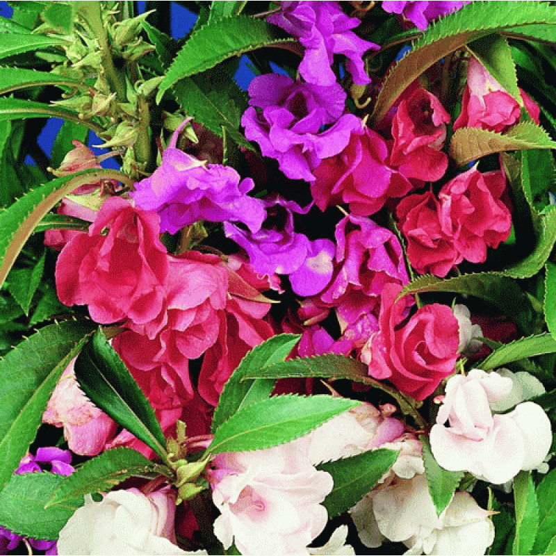 Balsamina Mix (0.5 gr) seminte de flori balsamina mix, Agrosem