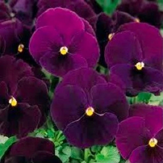 Bergwacht (220 seminte) Panselute flori violet, Seklos