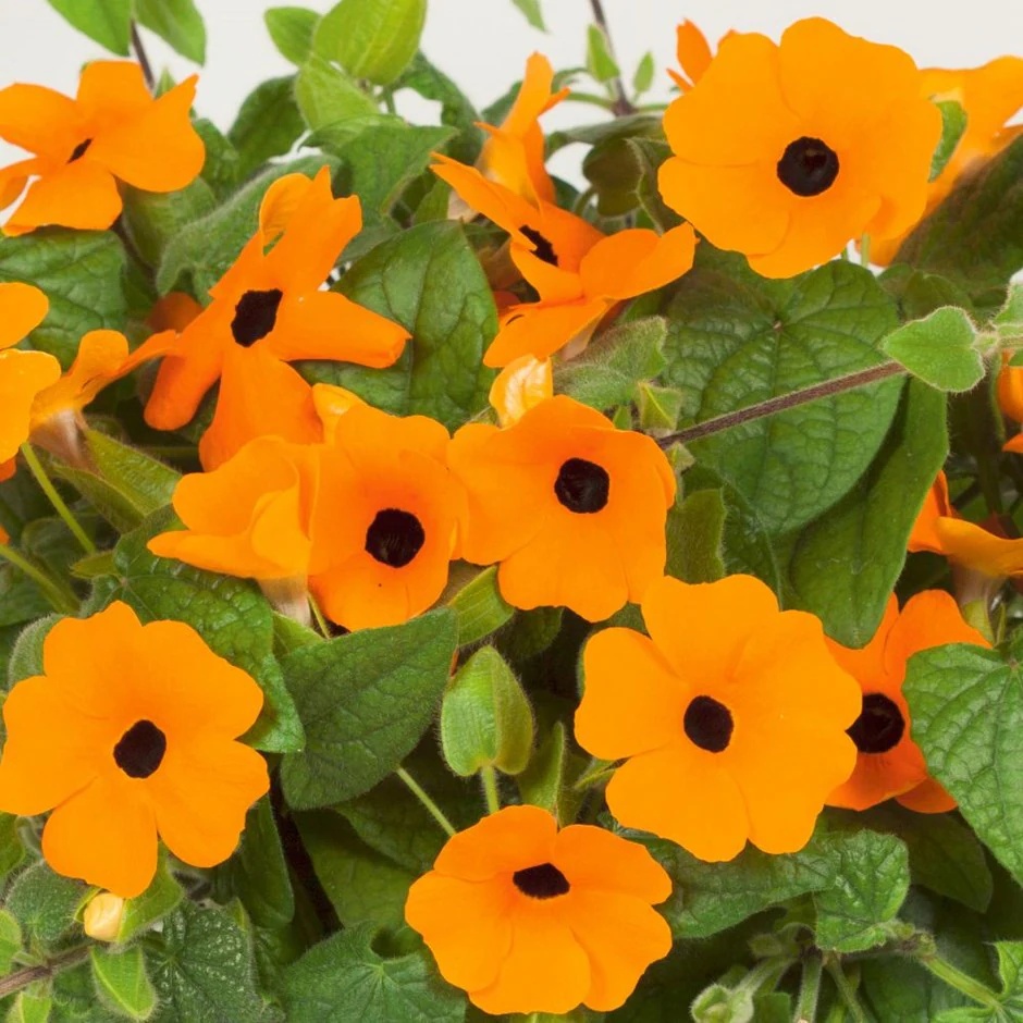 Black Eyed Susan Yellow (20 seminte) Thunbergia cataratoare, flori galben-portocalii, Seklos