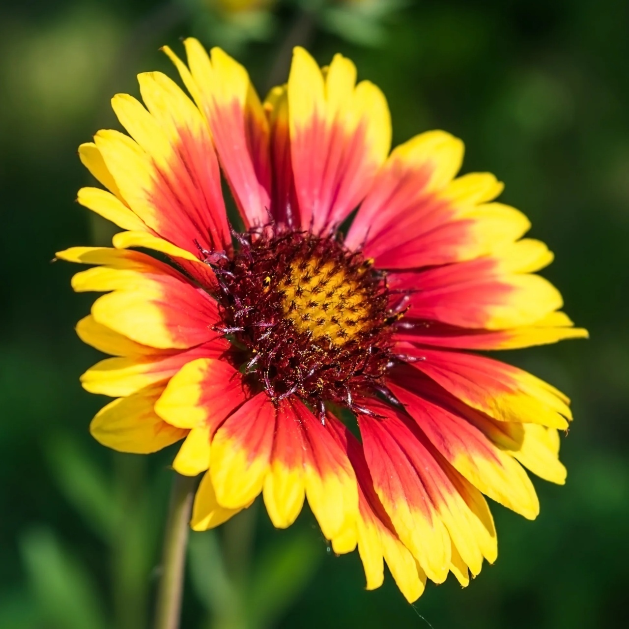 Blanketflower Burgundy (170 seminte) Gaillardia flori brun-roscate cu galben, inflorire abundenta, Seklos