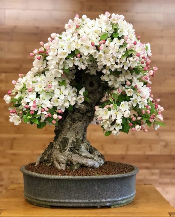 Bonsai Mar Paduret (30 seminte) Bonsai Wild Crab - Malus Sylvestris, flori albe elegante, Saflax