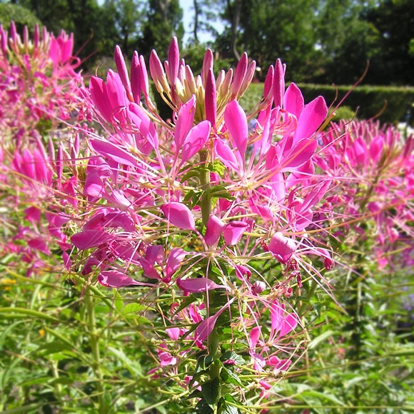 Cherry Queen (160 seminte) Floare Paianjen Cleome, flori foarte mari, roz, Seklos