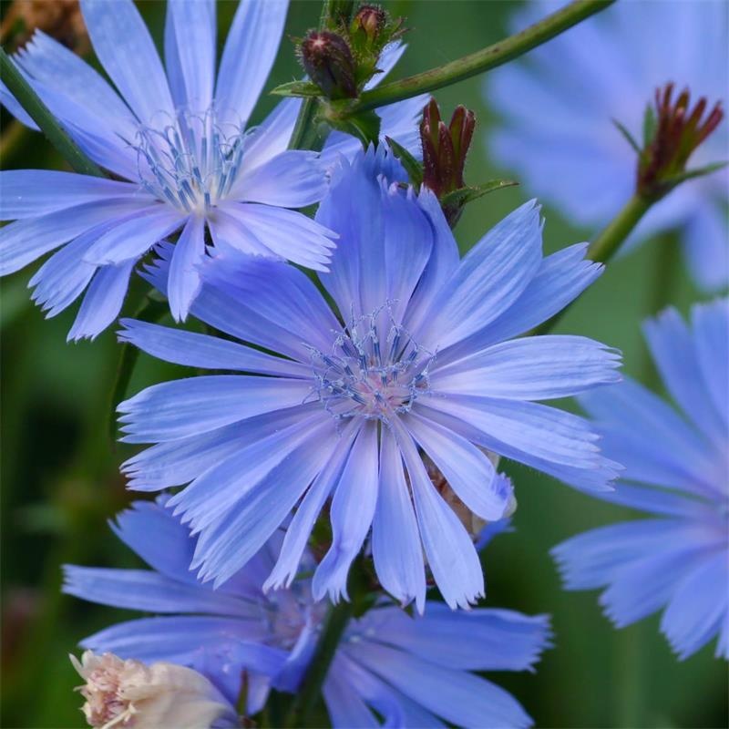 Cicoare (250 seminte) Chicory - Cichorium intybus, planta medicinala pentru probleme digestive, Saflax