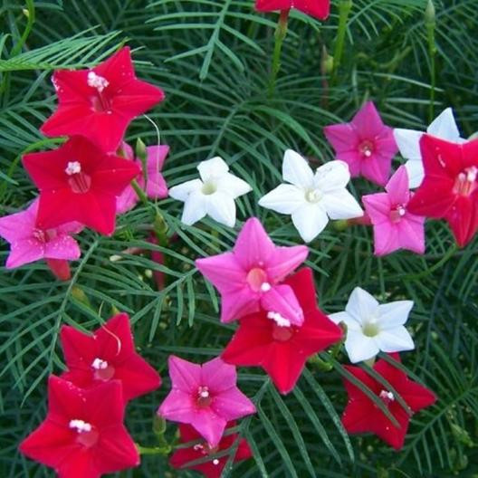Cypress Vine Ipomoea Pennata Zorele (1 gram), flori minunate în formă de pâlnie multi colorate, Opal