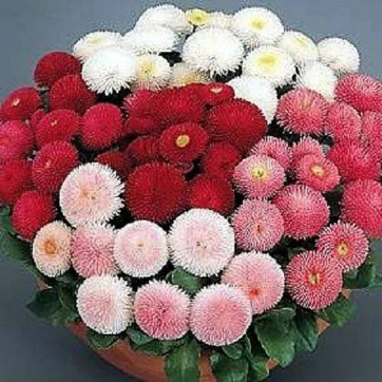 Daisy mix (1200 seminte) Banutei amestec de culori, Seklos