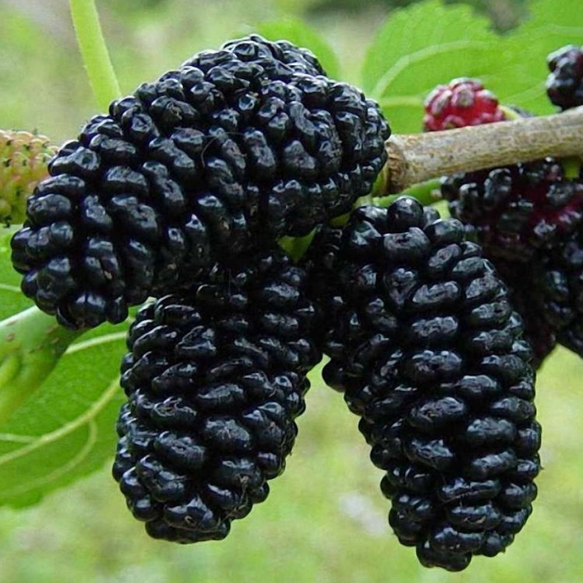 Dud Negru (200 seminte) Black Mulberry - Morus nigra, pom fructifer si decorativ, usor de ingrijit, Saflax