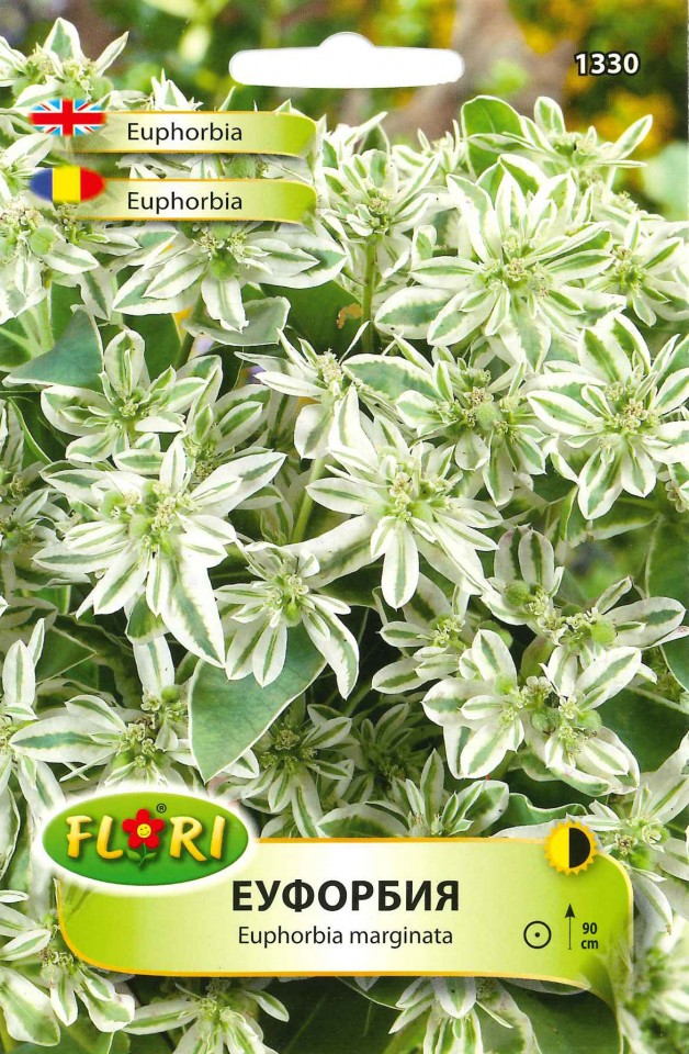Euphorbia Marginata - Seminte Flori Euphorbia Planta Anuala de la Florian