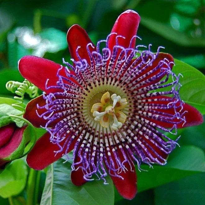 Floarea Pasiunii Gigant (12 seminte) Giant Granadilla - Passiflora quadrangularis, planta cataratoare cu flori mari, rosu-violet, Saflax