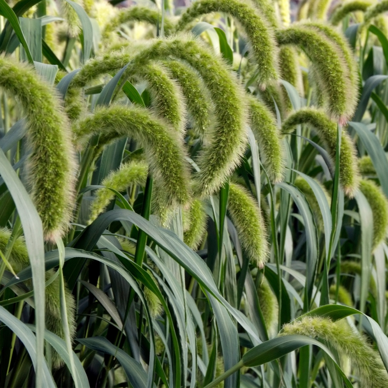 Foxtail Millet (180 seminte) iarba decorativa Coada Vulpii, flori rozalii, Seklos