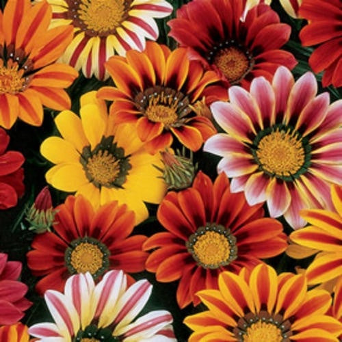 Gazanie Splendens Sunshine Hybrids Mix (150 de seminte) de Flori Gazania Mix, Bee Happy Laktofol