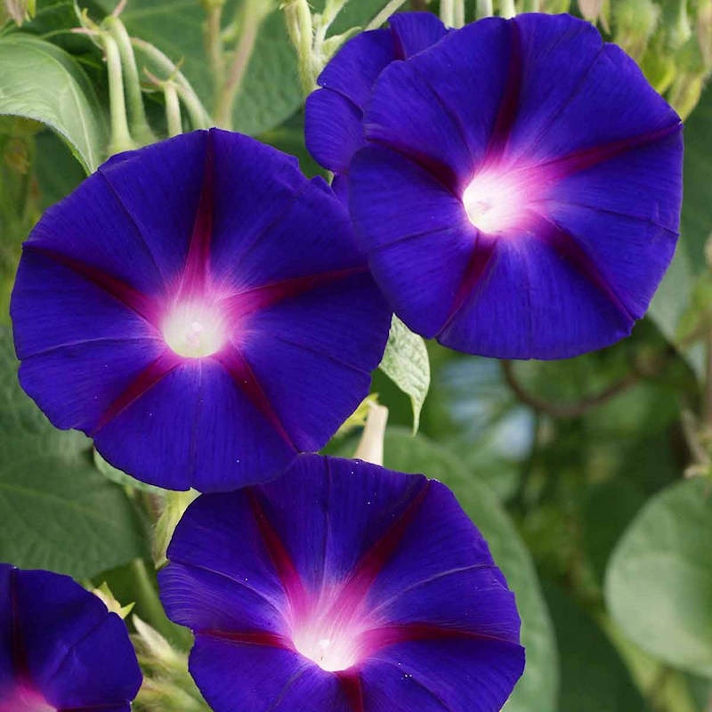 Grandpa Ott's (1 gr) seminte Zorele urcatoare flori mari, violet inchis cu dungi rosii, Toraf