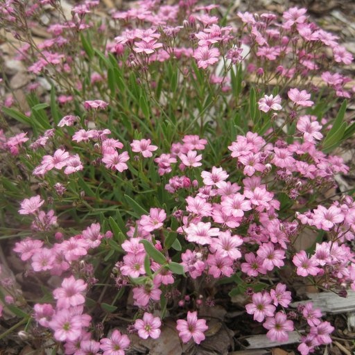 Gypsophila Repens Rose (0.3 gr) seminte Floarea Miresei perena pitica, flori roz, inflorire abundenta, Seklos