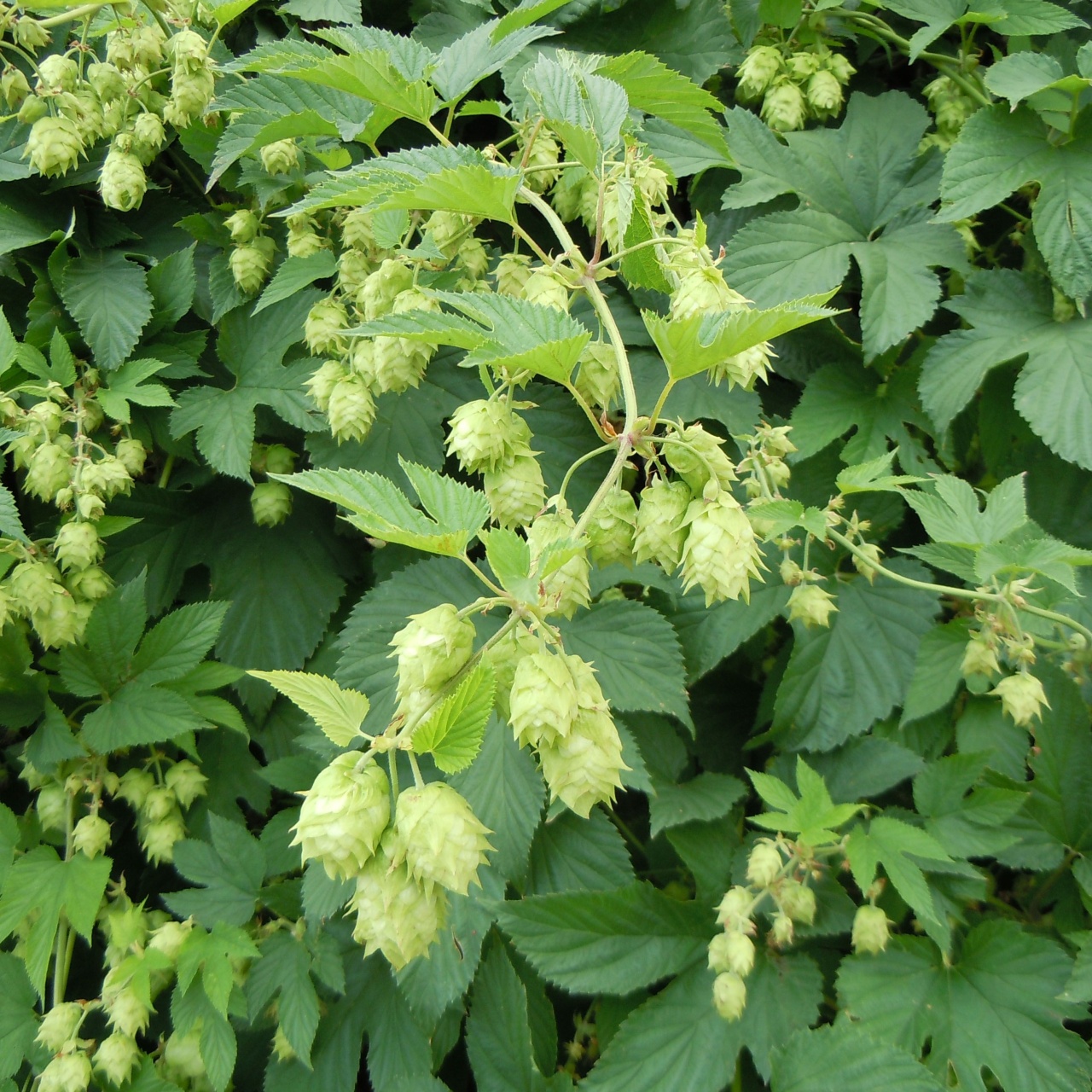 Hamei (50 seminte) Common Hop - Humulus lupulus, planta medicinala pentru sistemul digestiv si somn usor, Saflax