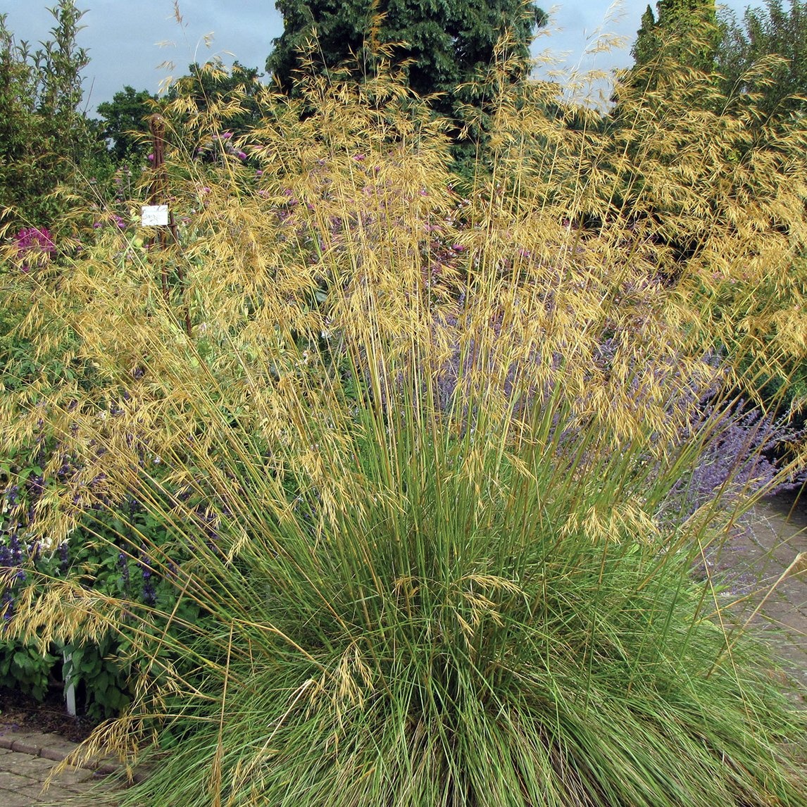 Iarba cu Pene Gigant (10 seminte) Giant Feather Grass - Stipa gigantea, iarba onamentala inalta, gratioasa, Saflax
