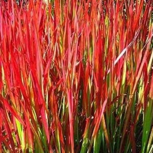 Iarba Rosie (50 seminte) Cogongrass - Imperata cylindrica, iarba ornamentala frunze rosu aprins, Saflax