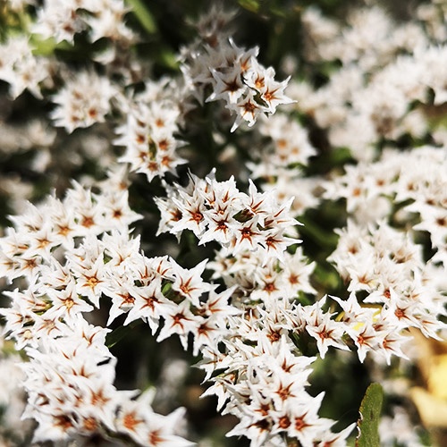 Limonium Tataricum (200 seminte) Saraturica perena, flori mici, albe, inflorire abundenta, Seklos