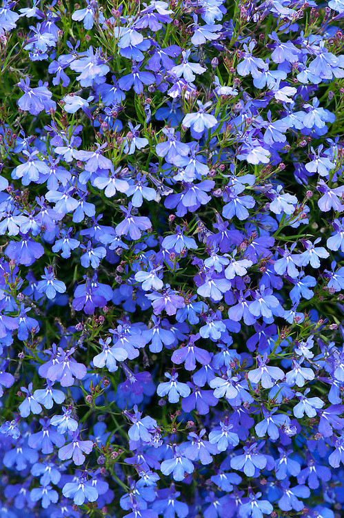Lobelia pitica albastra, planta anuala, flori mici, (0.1 gr) Agrosem