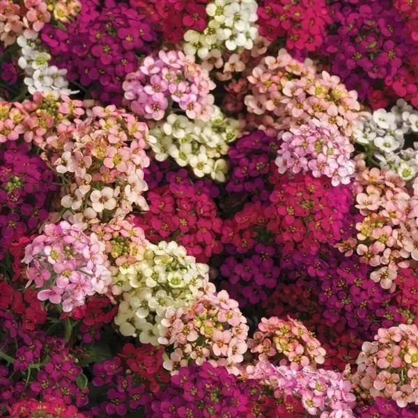 Magic Circles (2500 seminte) Alyssum flori mici parfumate, diferite culori, Seklos