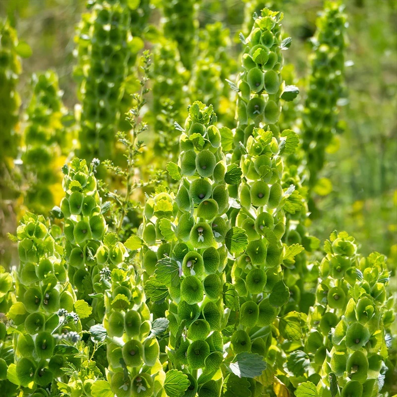 Molucela (0.5 gr) seminte de planta decorativa anuala cu flori verzi tip spic, Legutko