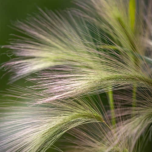 Mouse Barley (425 seminte) iarba ornamentala verde deschis cu spice lungi, Seklos