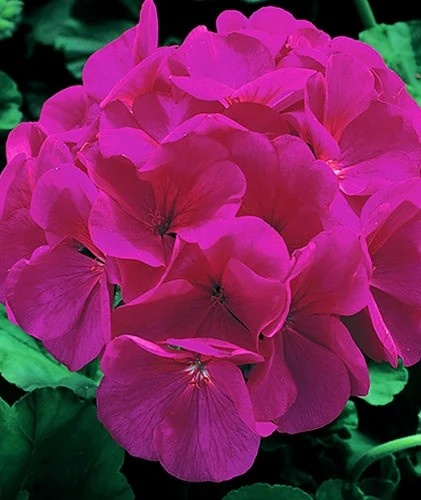 Muscate Gama F1 violet (0.03 gr) seminte muscate flori mari violet, Legutko