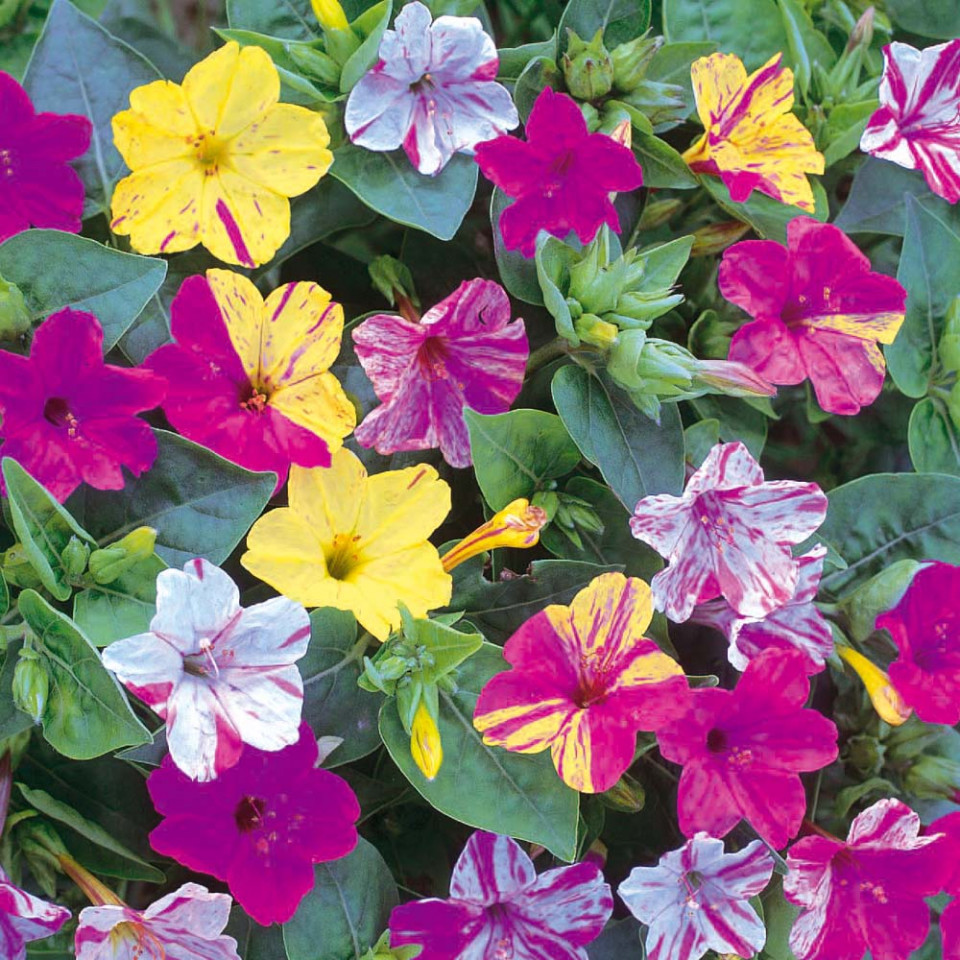 Noptite Mix (30 seminte) flori Mirabilis mix Barba-Imparatului (Mirabilis jalapa) Agrosem