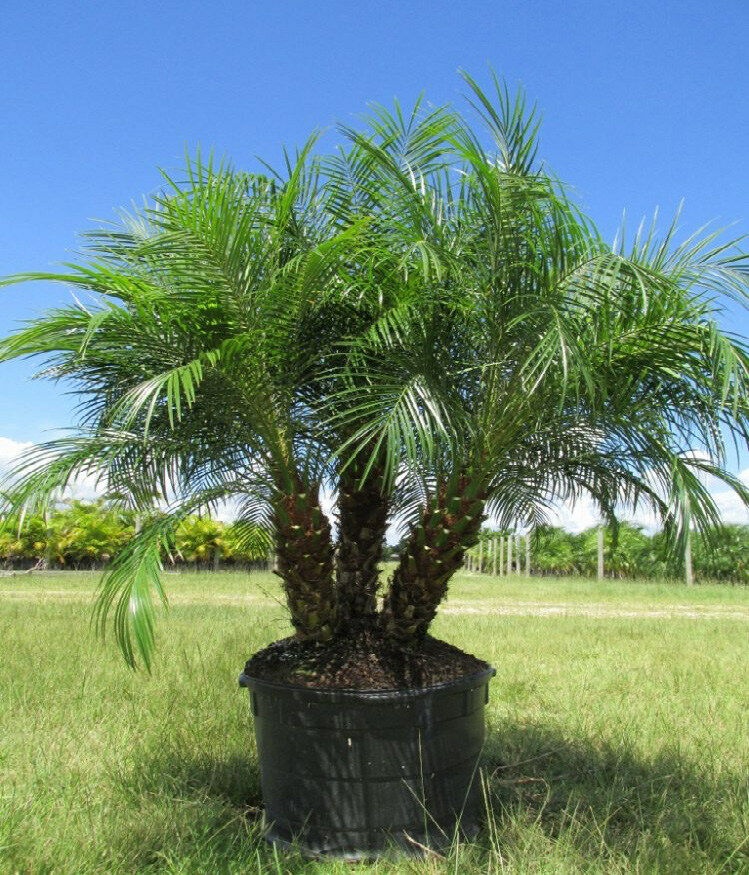 Palmier Curmal pitic (25 seminte) Pigmy Date Palm - Phoenix roebelenii, crestere lenta, ideal pentru ghiveci, Saflax