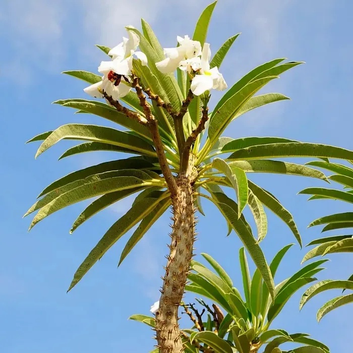 Palmier de Madagascar (10 seminte) Madagascar Palm - Pachypodium lamerei, planta suculenta asemanatoare palmierului, flori albe superbe, Saflax