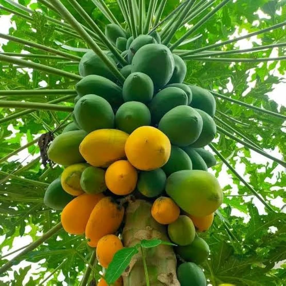 Papaya (30 seminte) Melon Tree - Carica papaya, flori parfumate, fructe delicioase, Saflax