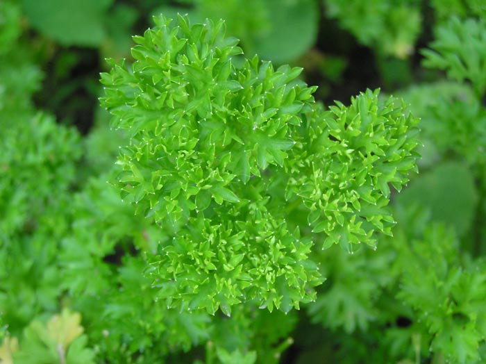 Patrunjel cret (19.000 seminte) patrunjel cu frunze decorative, crete, aromate, Agrosem