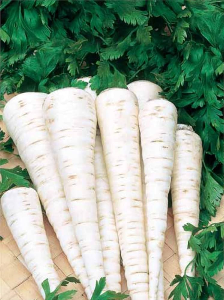 Patrunjel radacina Alba (4 gr) seminte de patrunjel cu radacina foarte aspectuoasa de culoare alba, Agrosem