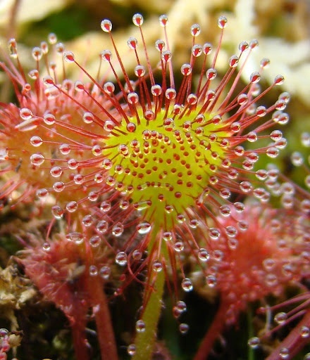 Planta Carnivora - Round-leaved Sundew (10 seminte) Drosera rotundifolia, frunze rotunjite cu tentacule si picaturi parfumate, Saflax