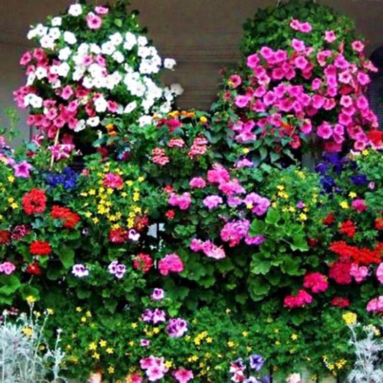 Plante agatatoare mix (1 gr) seminte flori curgatoare pentru garduri si balcoane, Florian