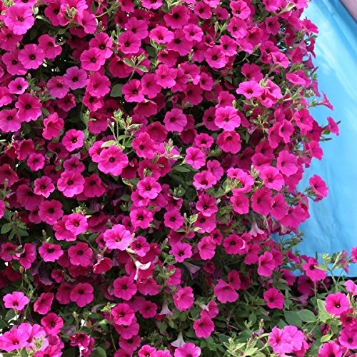 Purple Velvet F1 (10 seminte) Petunia hybrida curgatoare, flori violet-purpurii, Sekluva