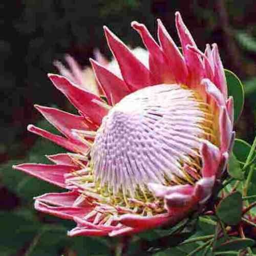 Regele Protea (5 seminte) Giant King Protea - Protea cynaroides, flori extrem de mari, exotice, Saflax