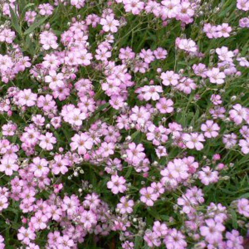Rosea Baby's Breath (1000 seminte) Floarea Miresei flori roz, inflorire abundenta, Seklos