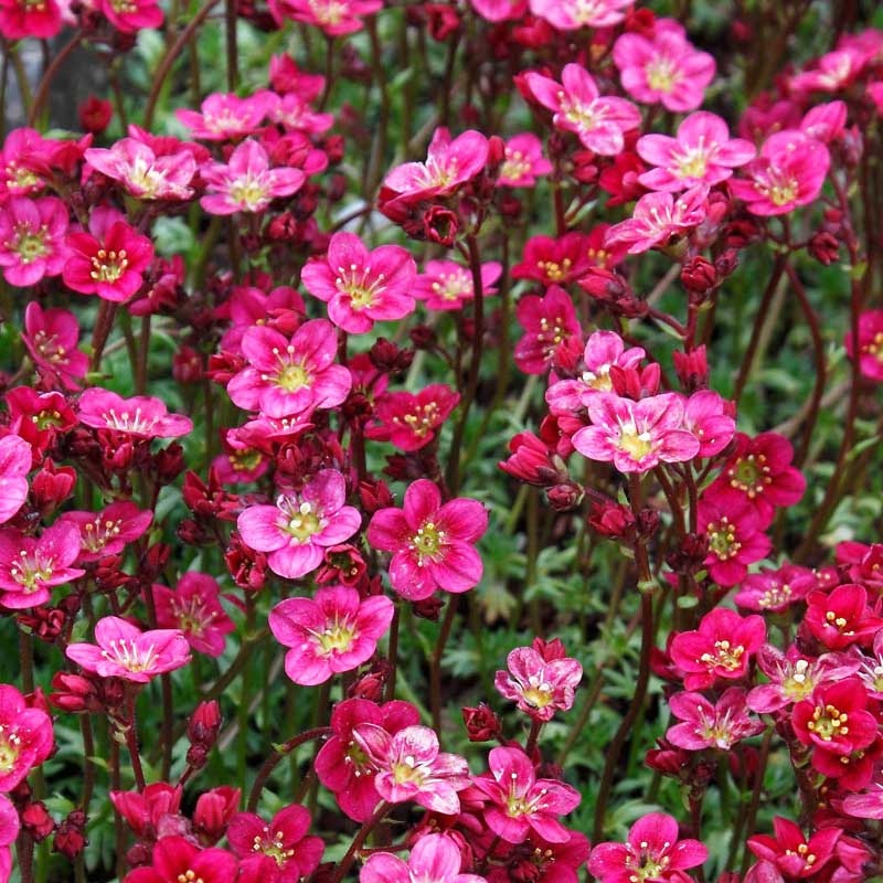 Saxifraga (0.1 gr) planta perena taratoare pentru stancarii sau acoperirea solului, Opal