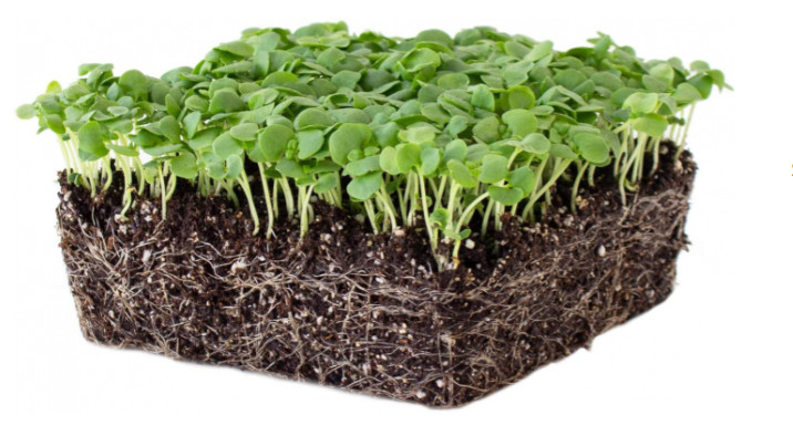Seminte pentru microplante de Busuioc (3 gr), seminte pentru obtinerea de micro-verdeturi de Busuioc, Opal